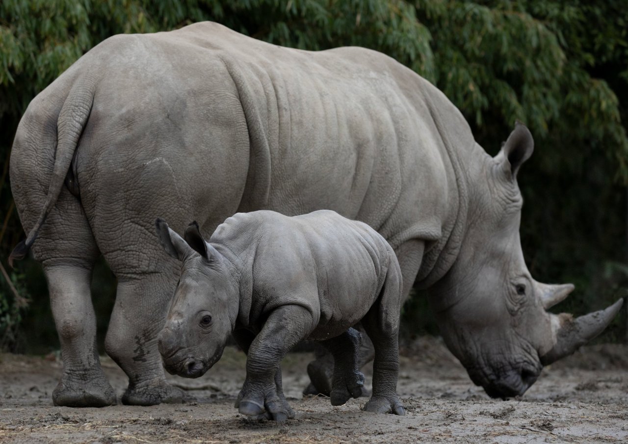 Large Rhino and baby rhino beside each other 