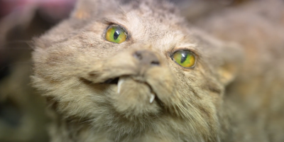 museum-of-curiosities-cat White dirty stuffed cat with white fangs and green glowing eyes